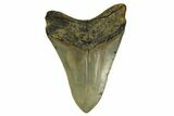 Fossil Megalodon Tooth - North Carolina #299404-2